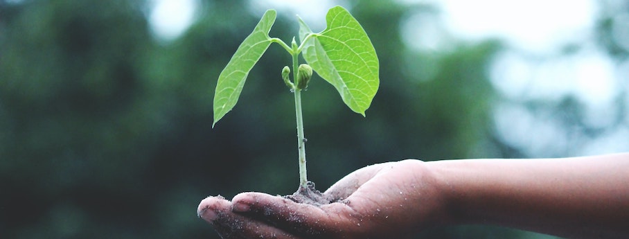 Plante dan le creux de la main qui représente le développement